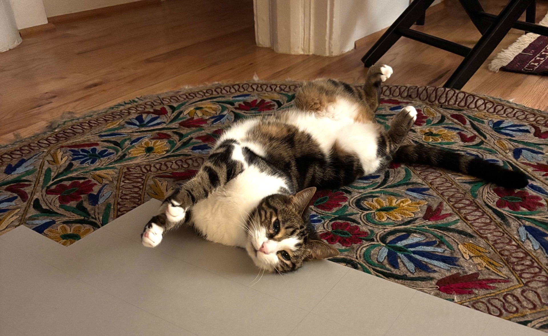 Cat Kaju, with matboard