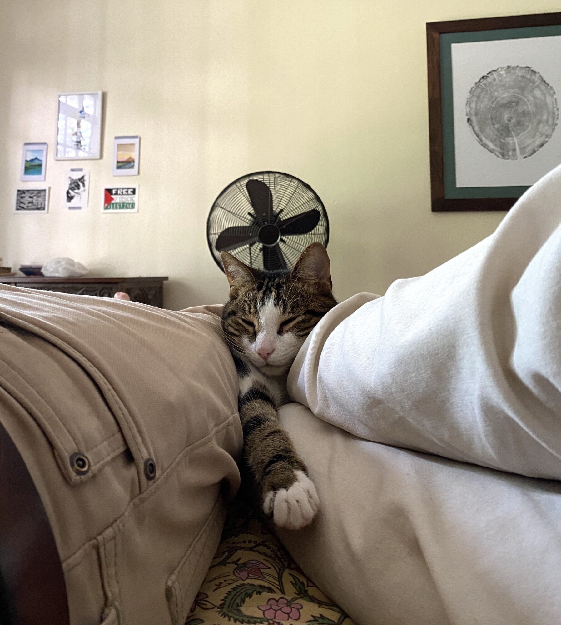Cat Kaju sandwiched between two sets of legs during nap time.