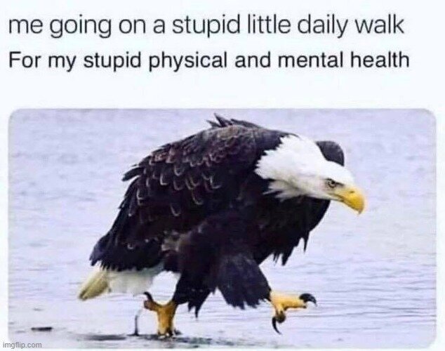 Meme on stupid little daily walk w/ eagle image