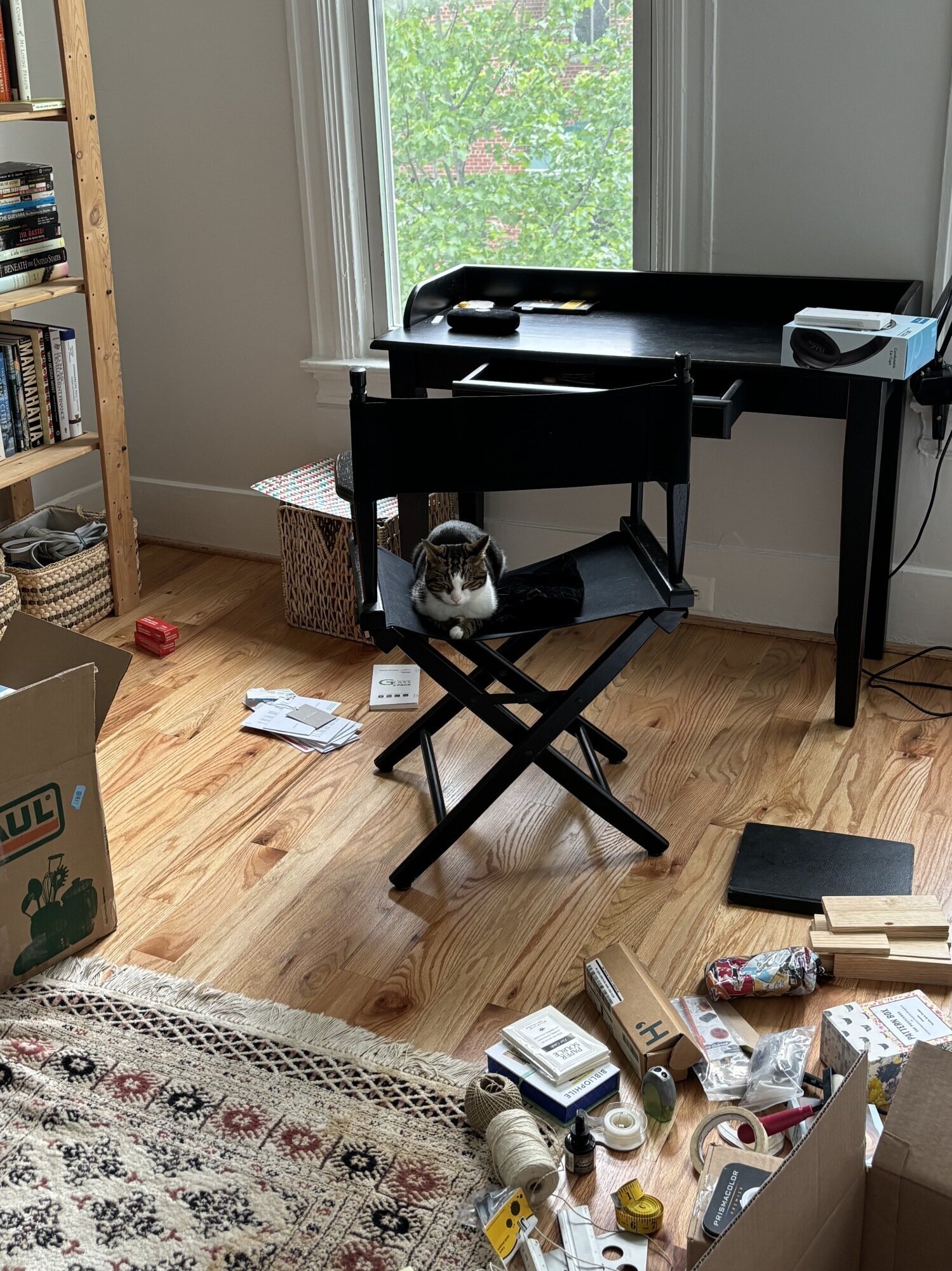 Cat Kaju sandwiched between two sets of legs during nap time.