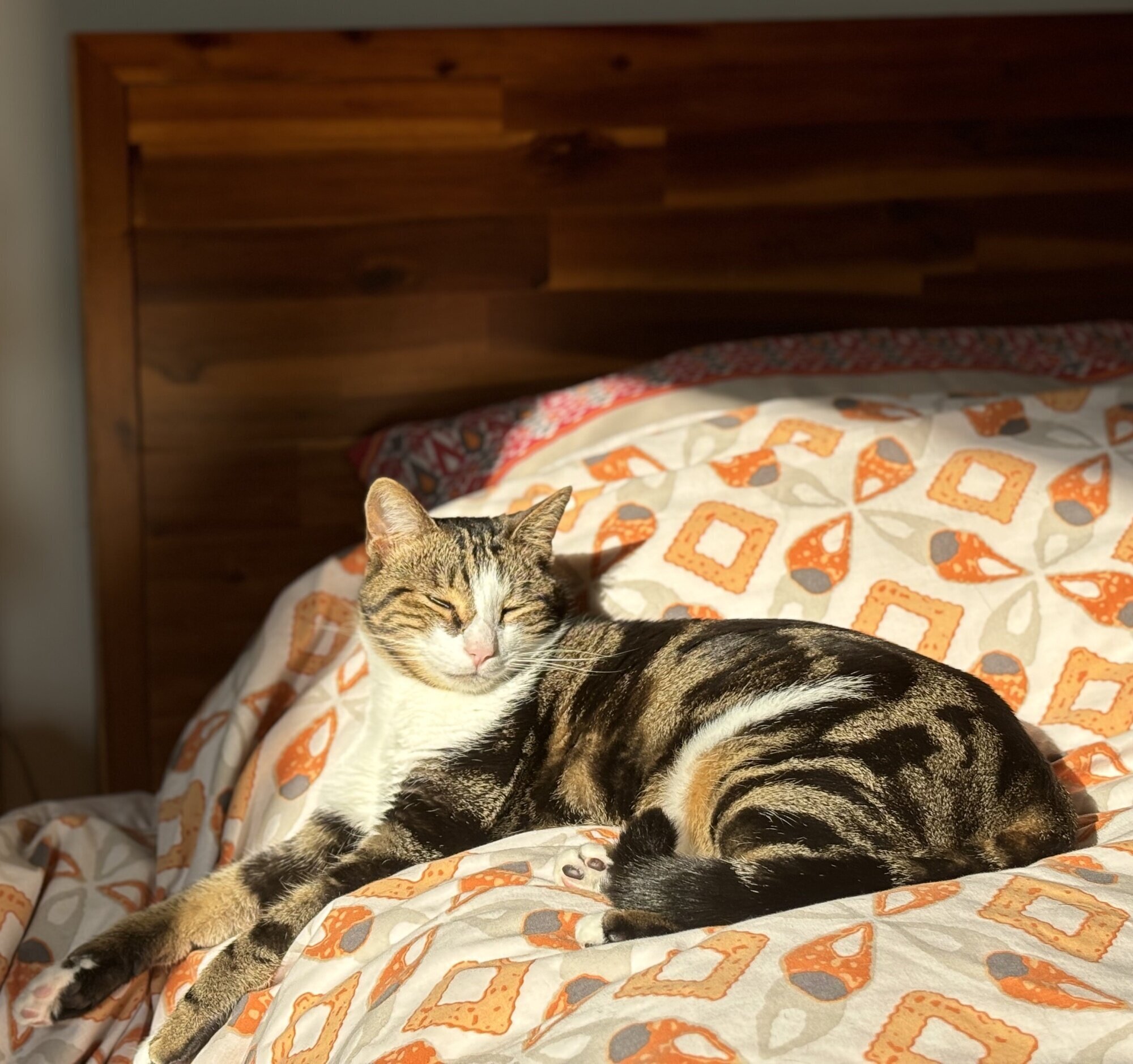 Cat Kaju on the couch, belly exposed.