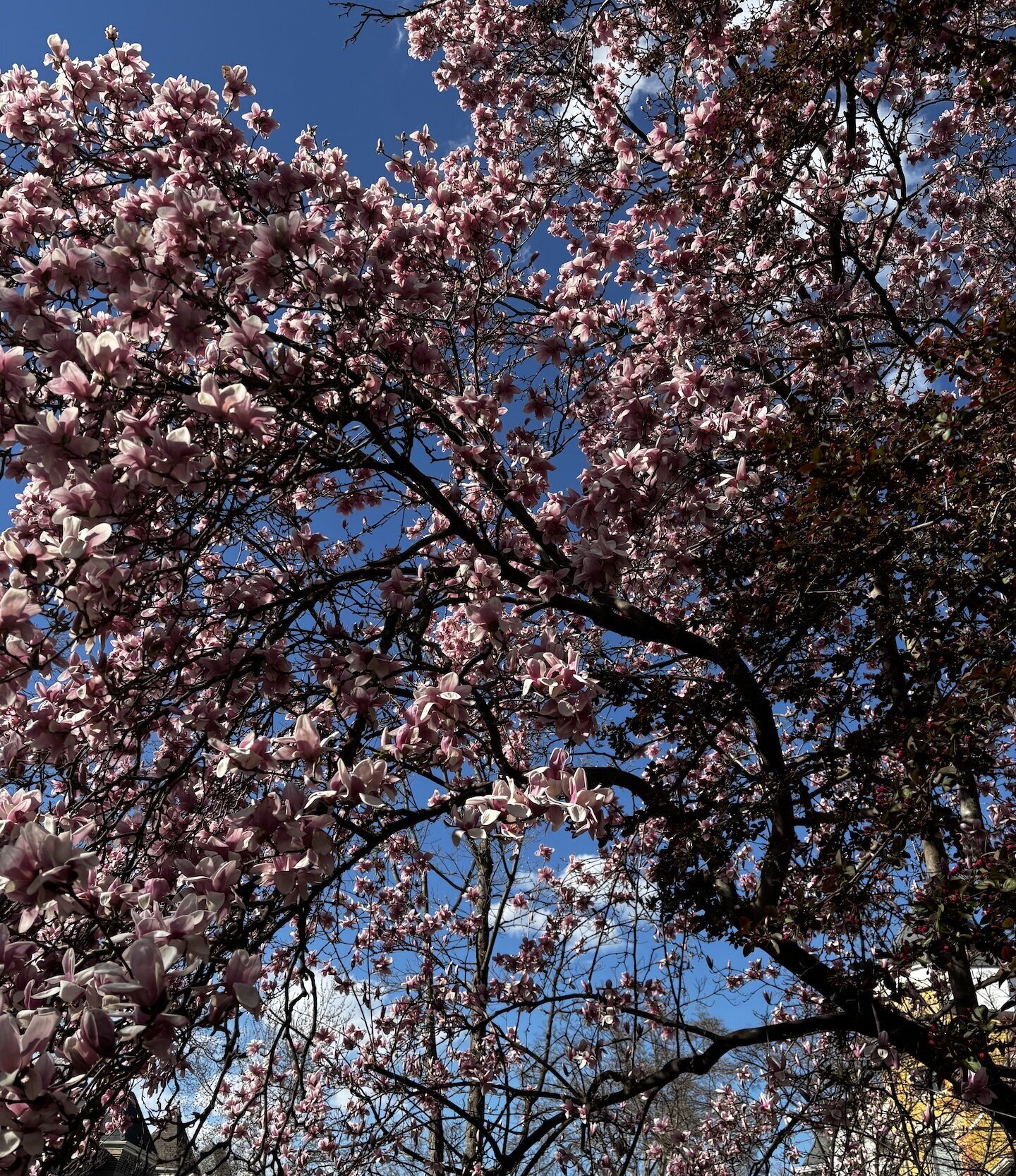 Magnolias in bloom in DC