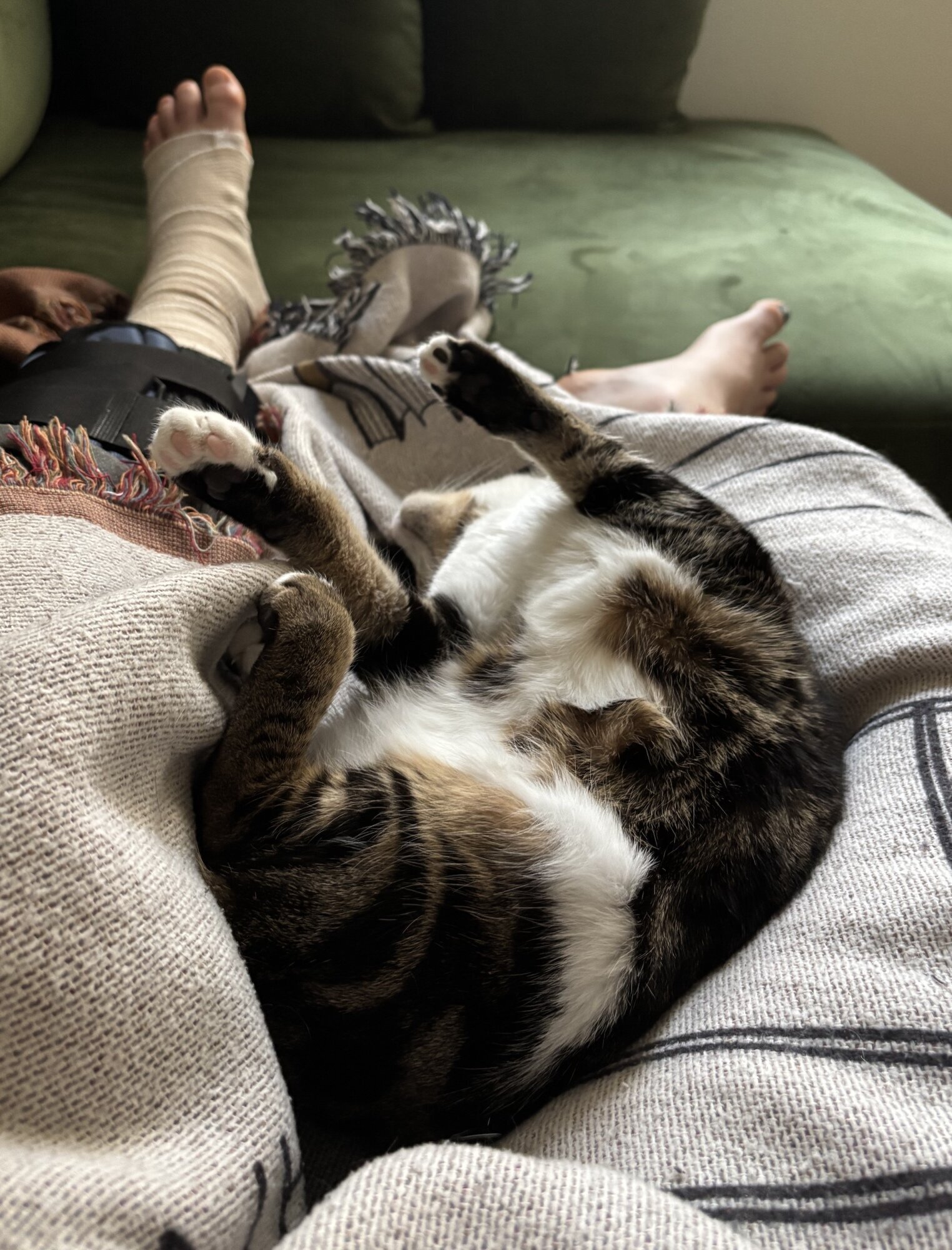 Cat Kaju, splayed next to an injured leg