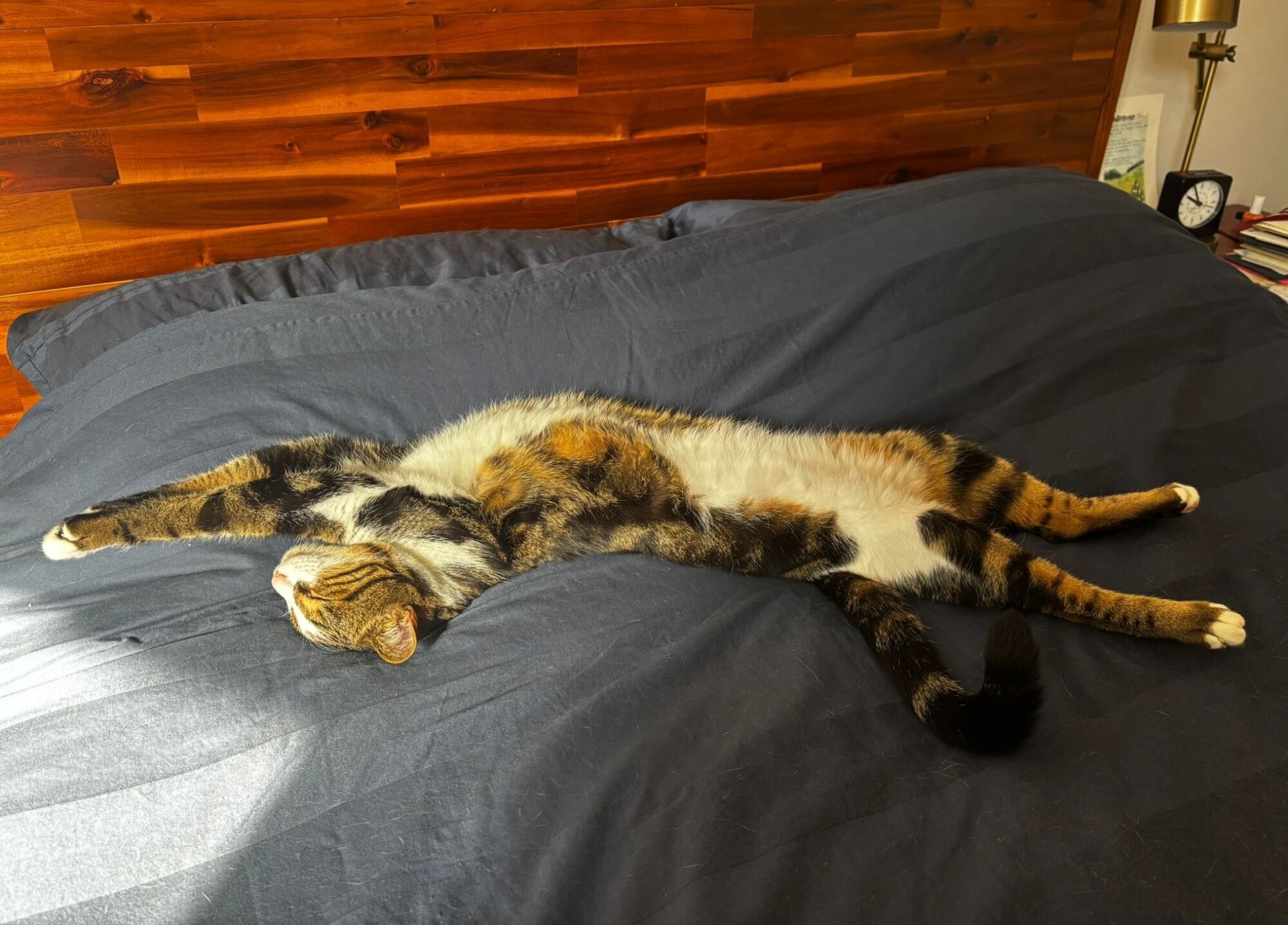 Cat Kaju, stretched on a bed