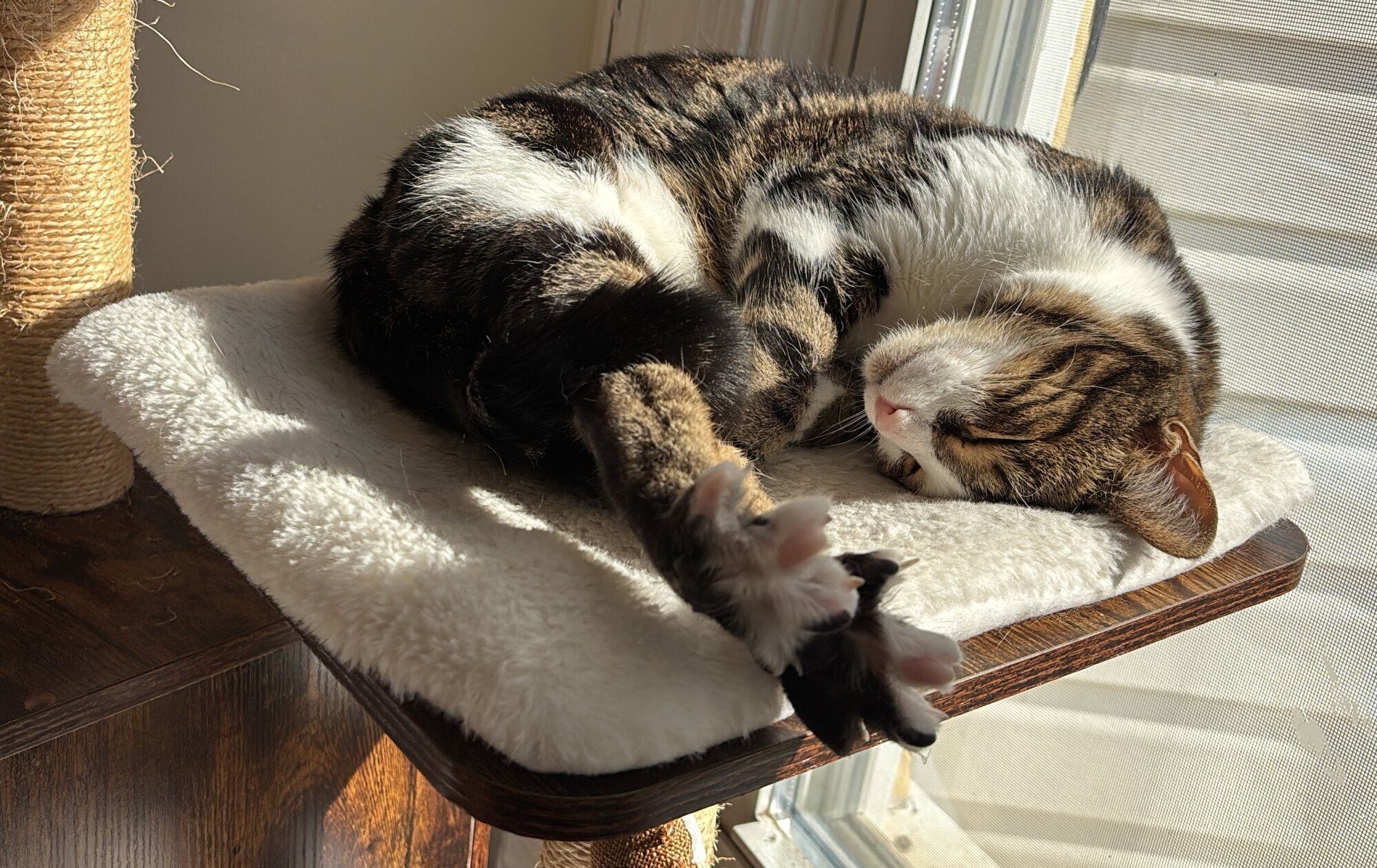 Cat Kaju, stretched on a bed