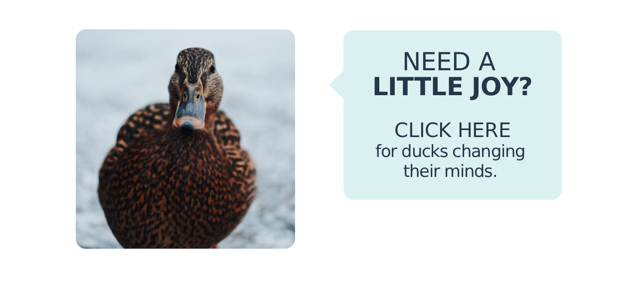 A photo of a duck in snow alongside the text "Need a little joy? Click here for ducks changing their minds."