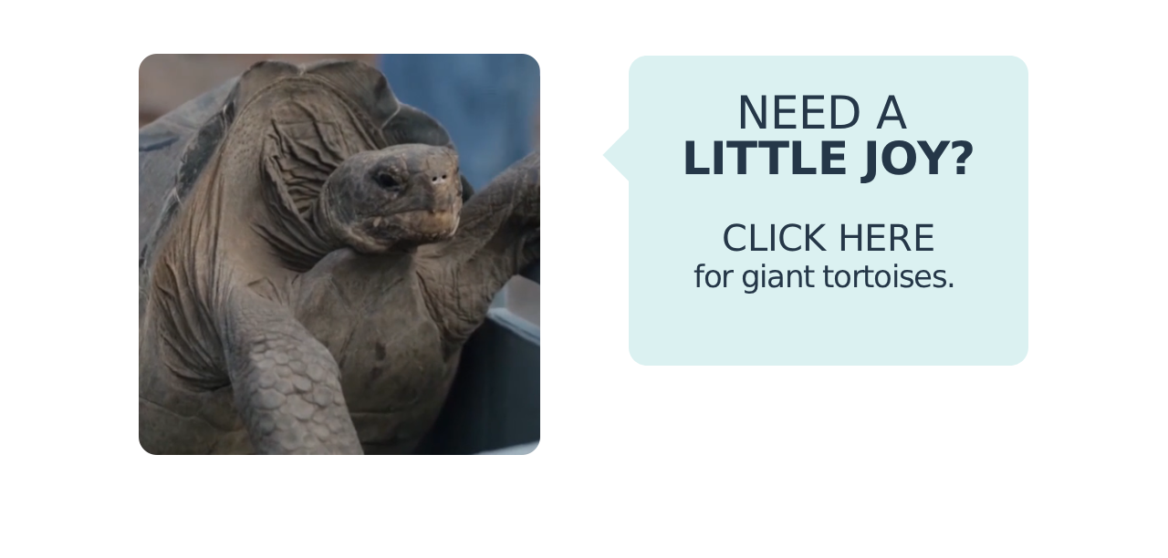 A photo of a grumpy tortoise with the text, "Need a little joy? Click here for giant tortoises."